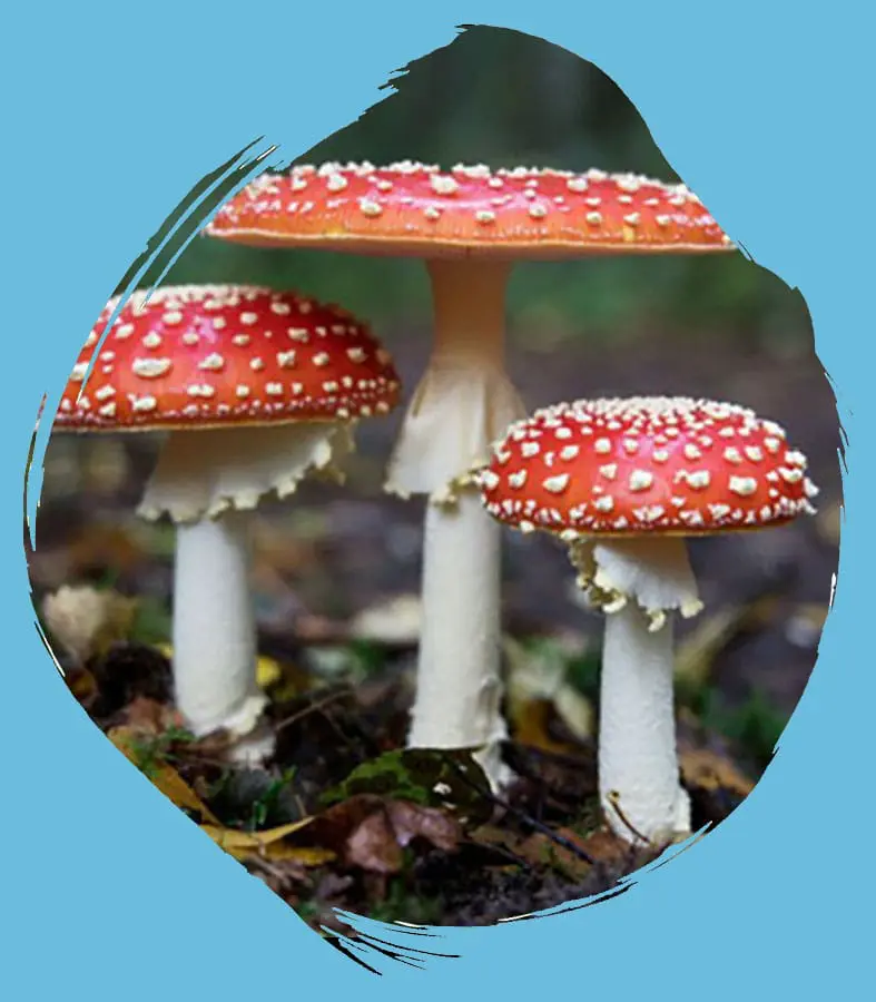Red mushrooms growing from the grown.