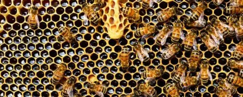 “Bees are sentient and may be self-aware”