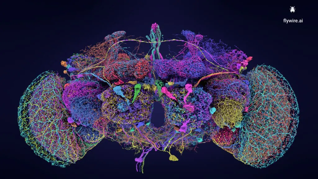 “After a Decade, Scientists Unveil Fly Brain in Stunning Detail”