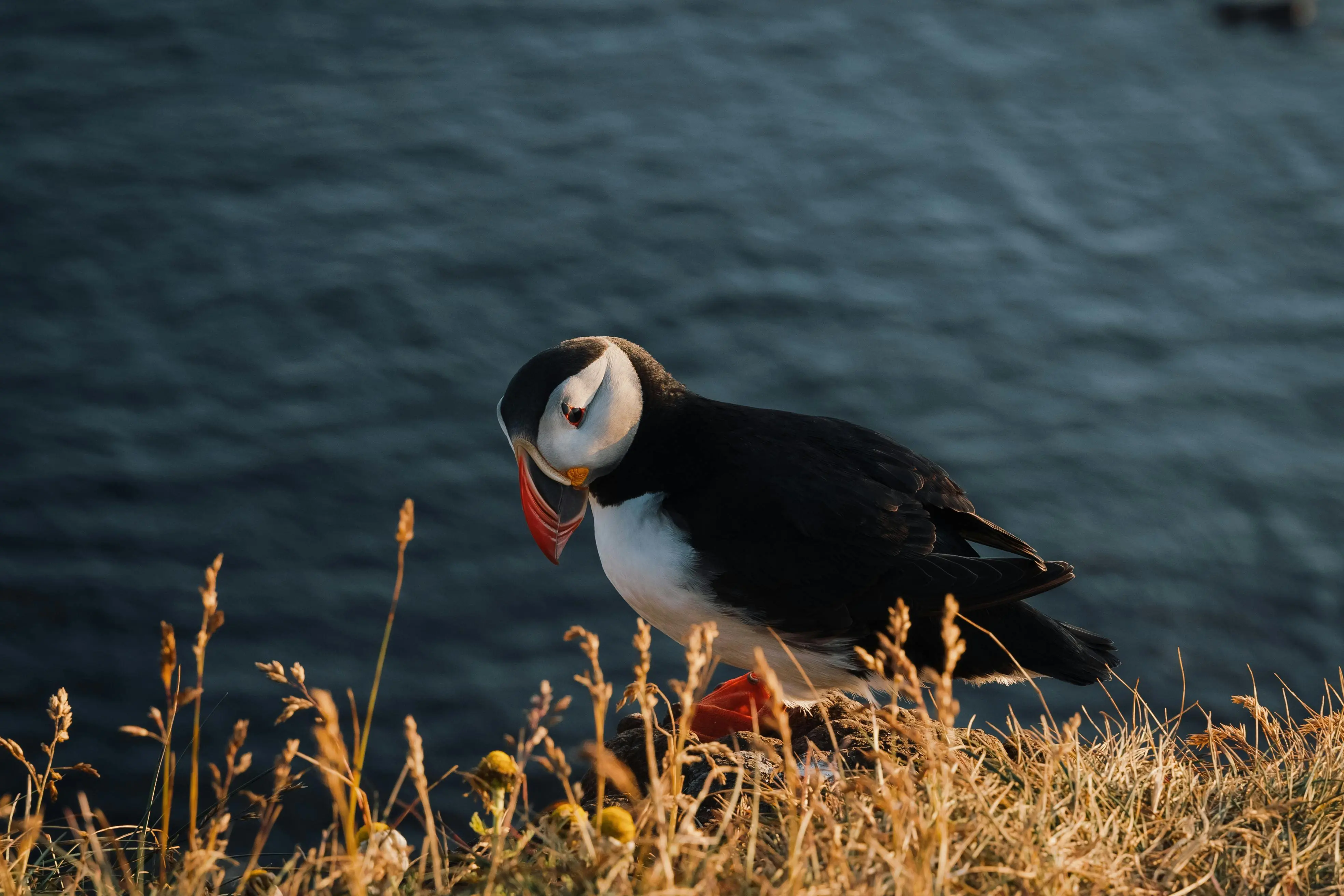 Continental governance and environmental management mechanisms under the Antarctic Treaty System: sufficient for the biodiversity challenges of this century?