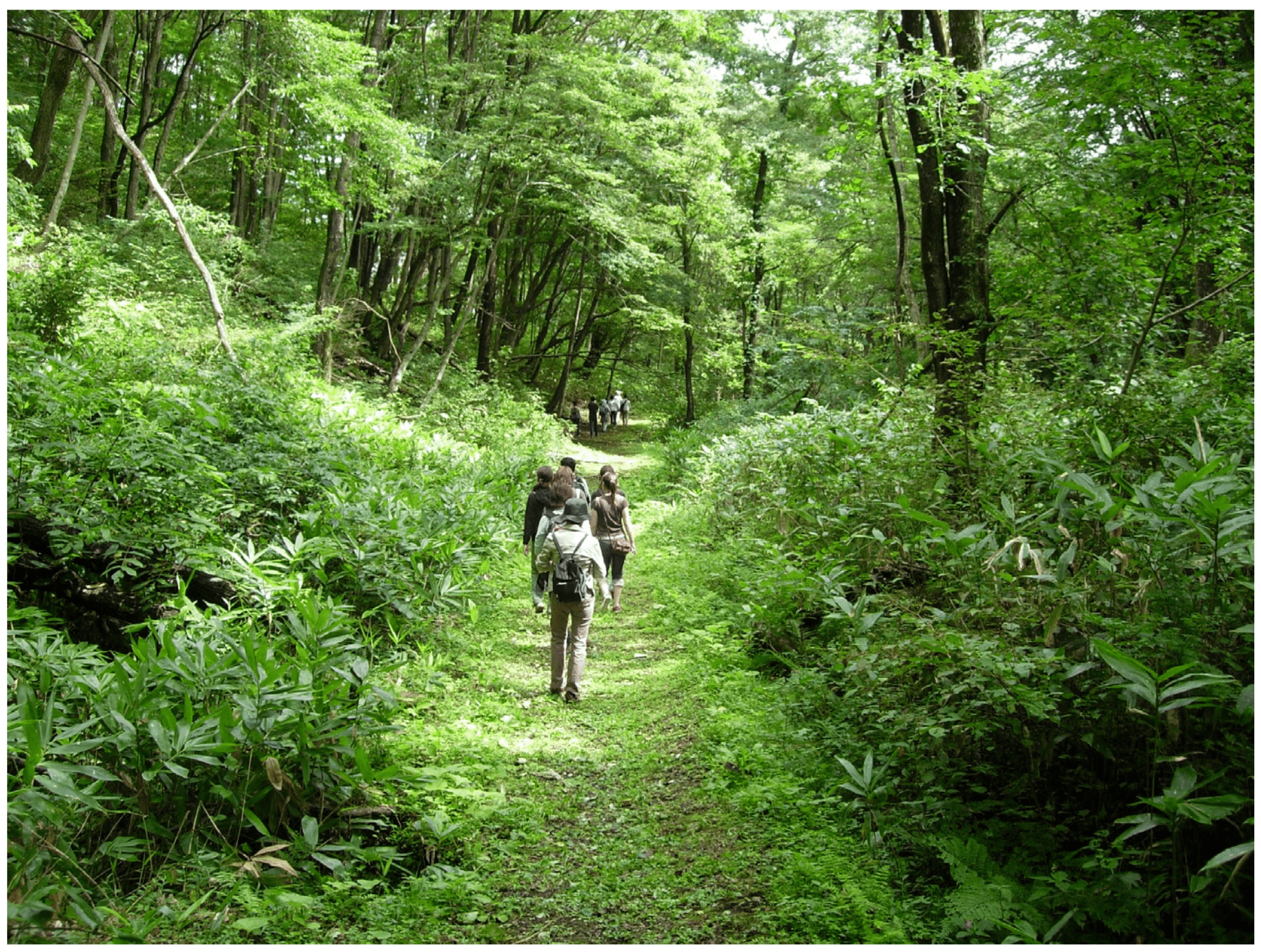 Japanese Society of Forest Medicine