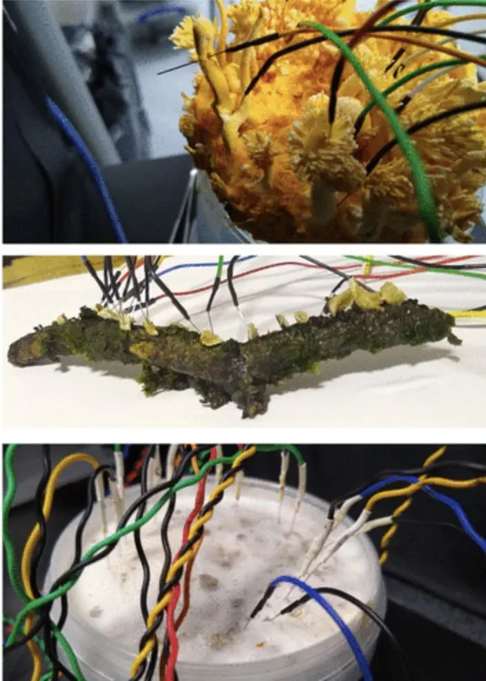 “Language of Fungi Derived From Their Electrical Spiking Activity”