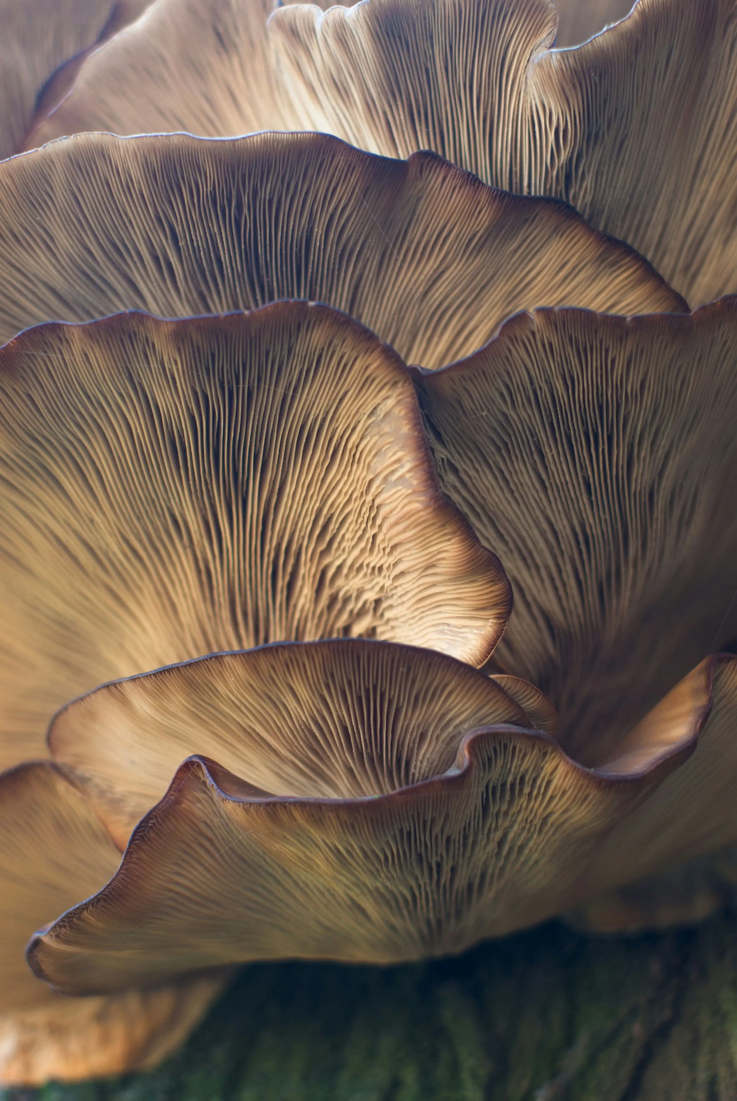 “Hyphal and Mycelial Consciousness: The Concept of the Fungal Mind”