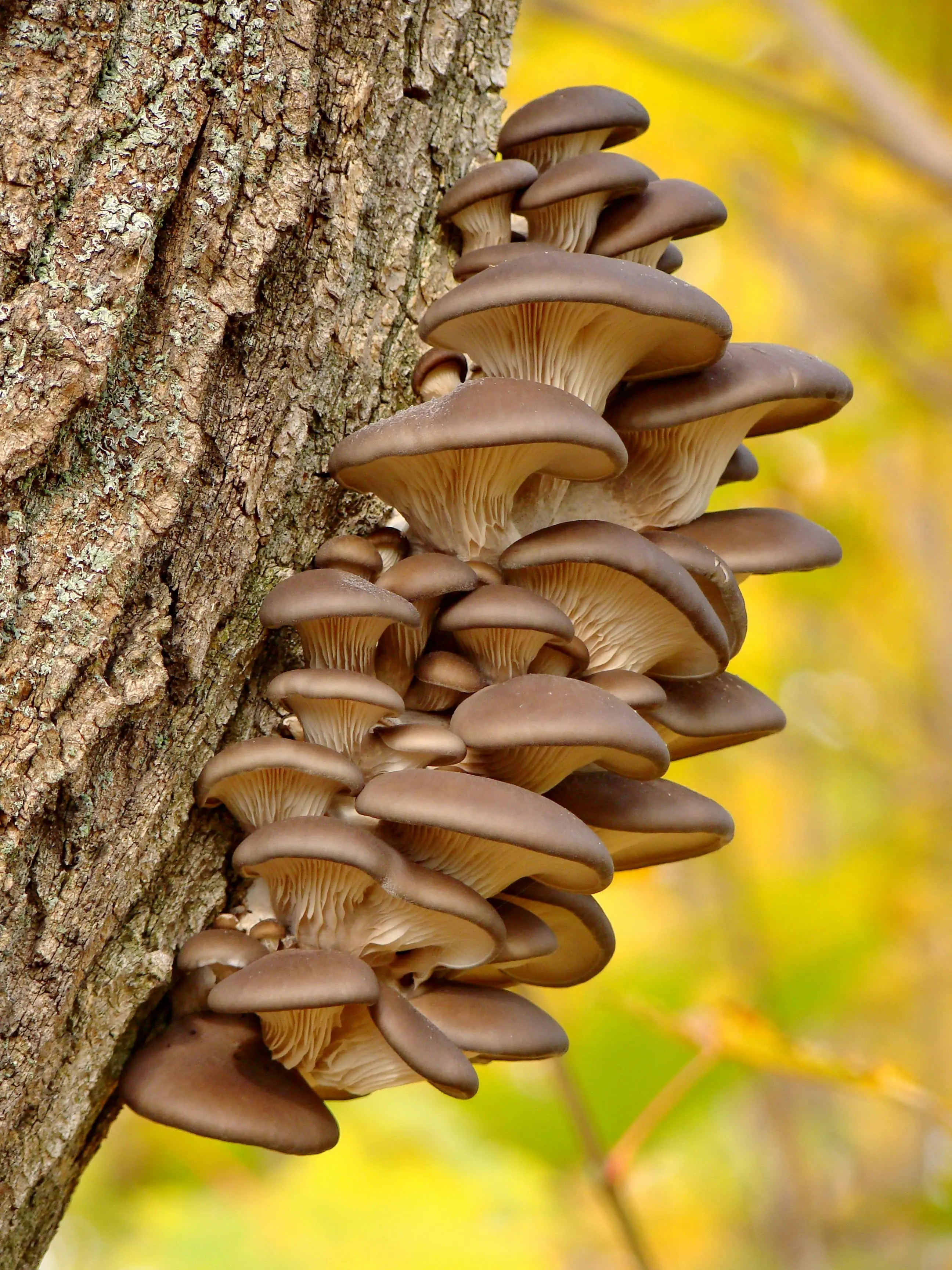 “Quorum Sensing: A Less Known Mode of Communication Among Fungi”