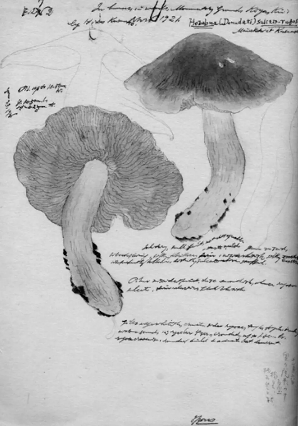 “Arts of inclusion, or How to Love a Mushroom”