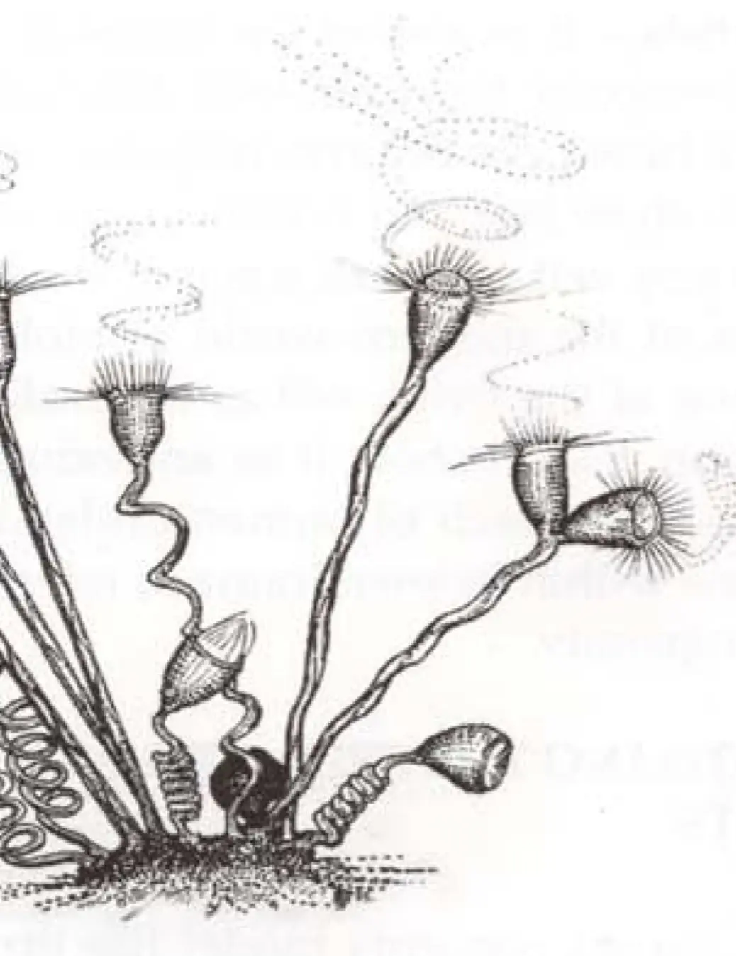 “Are Cells Ingenious?”
