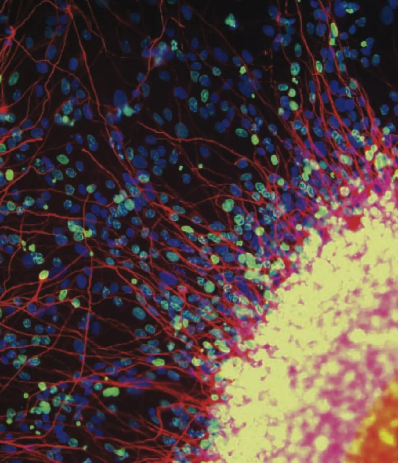 “The Secret Power of the Single Cell”