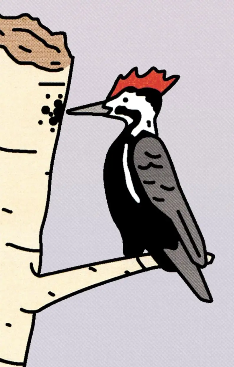 “Why birds and their songs are good for our mental health”