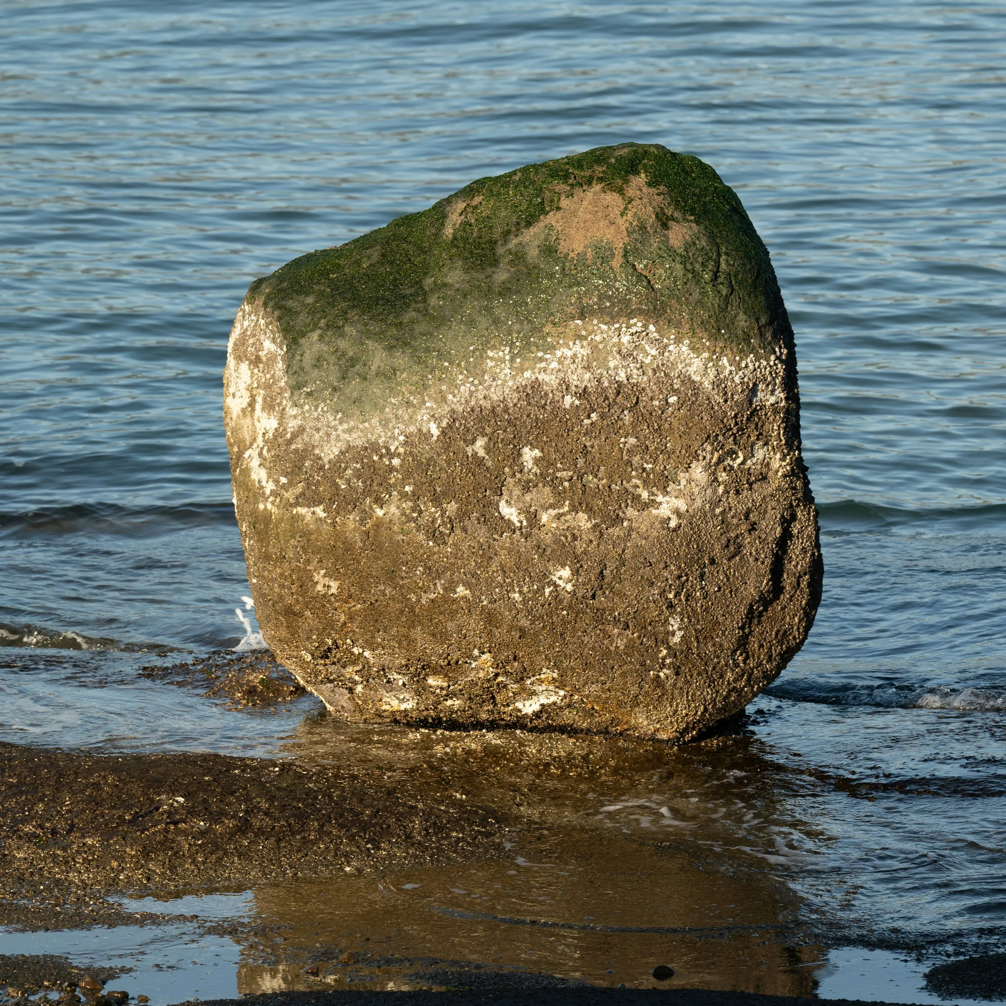 “Realistic Monism: Why Physicalism Entails Panpsychism”