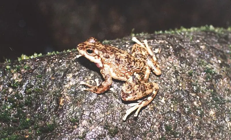 “Sophisticated Communication in the Brazilian Torrent Frog Hylodes japi”
