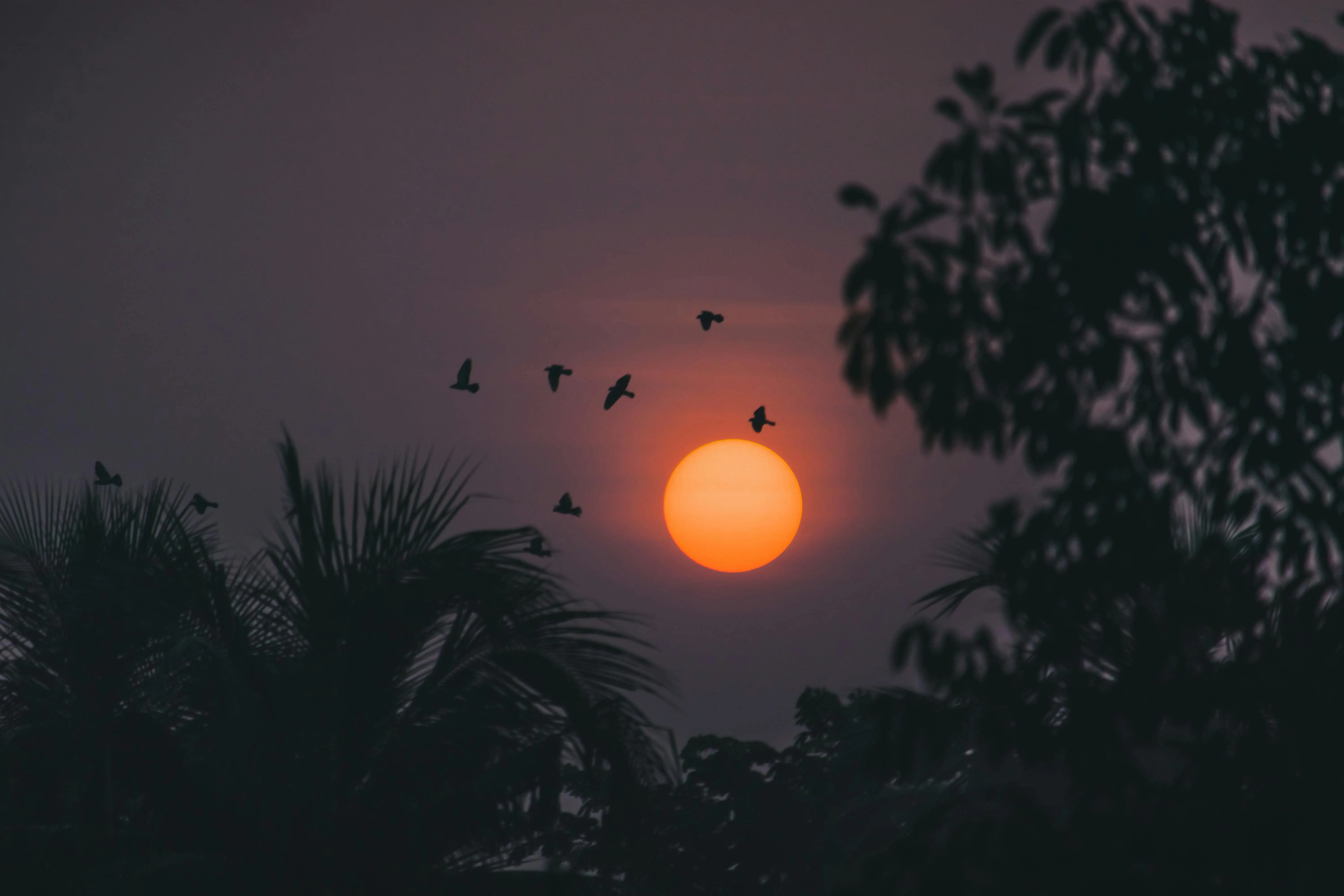 India’s Environmental Justice Movements – Center for the Advanced Study of India