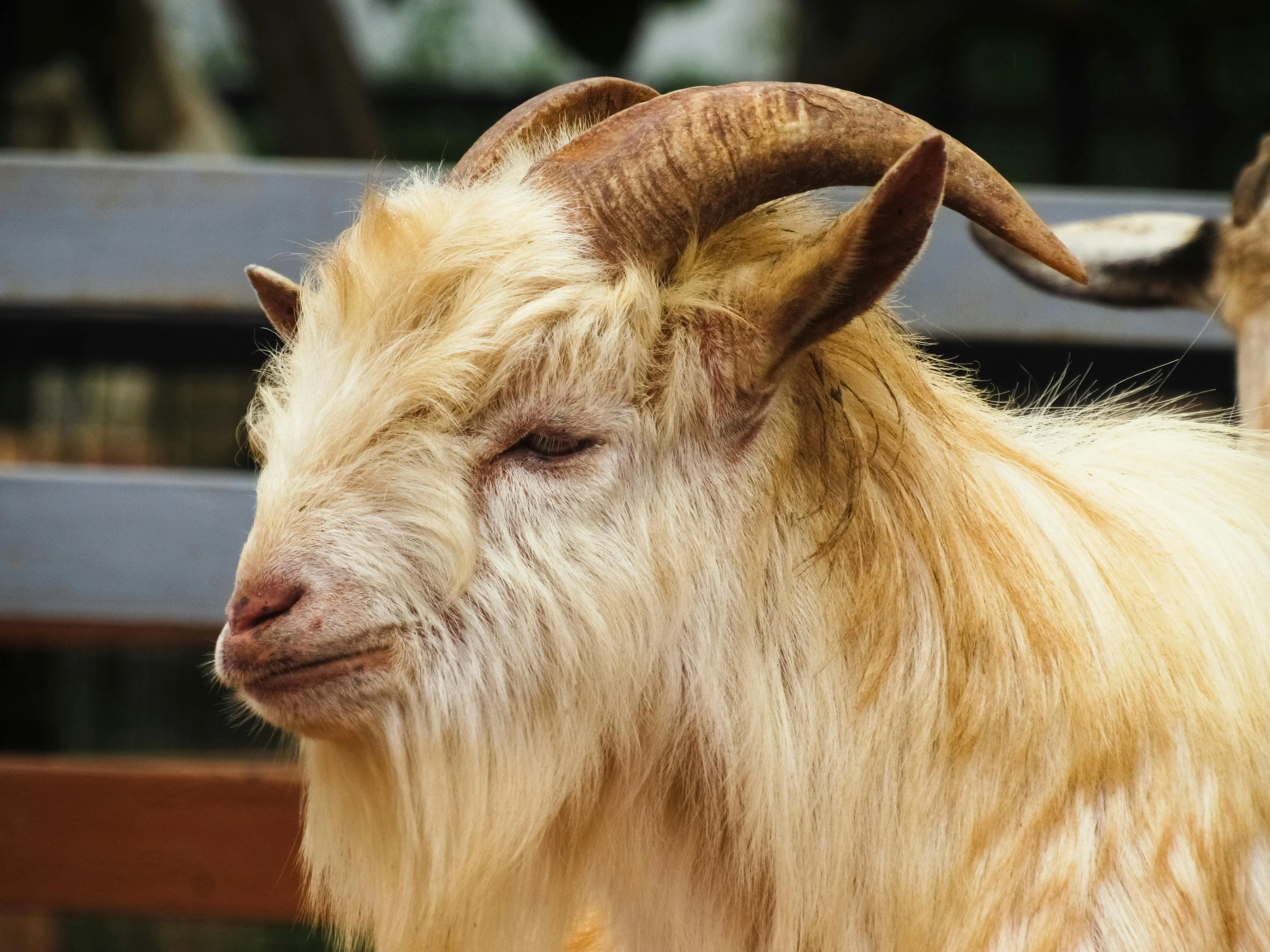 India Court Declares Legal Rights of “Entire Animal Kingdom.”