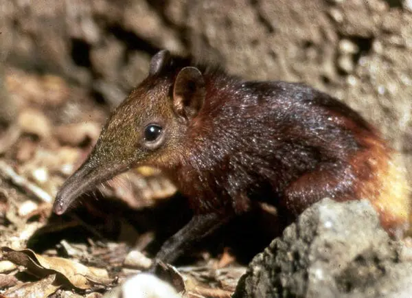 Sengis (Elephant Shrews)