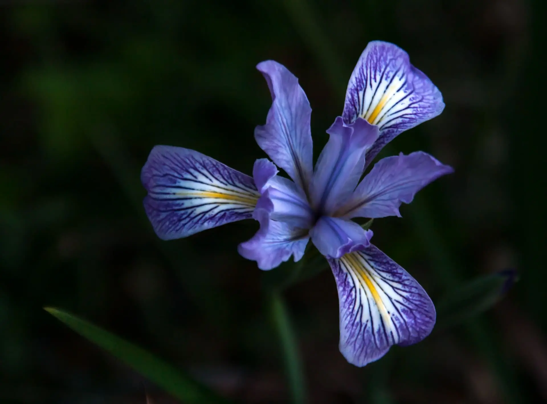The Soul of the Earth – Betsey Crawford