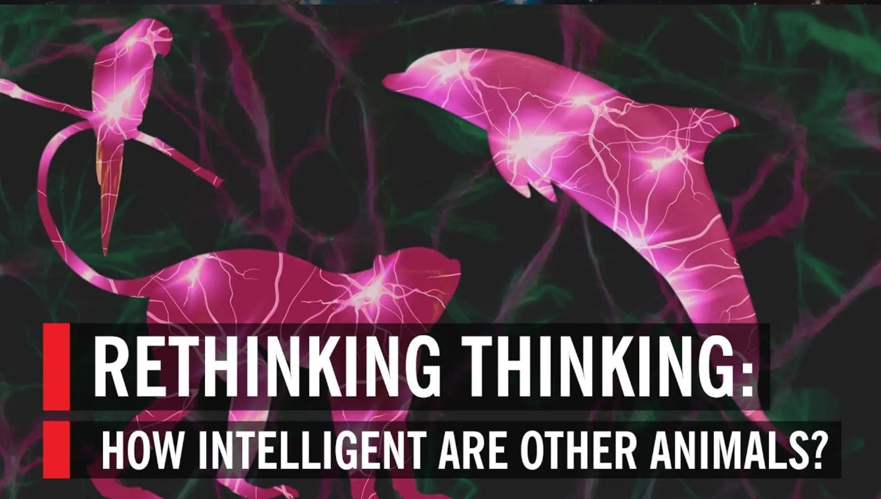 “Rethinking Thinking: How Intelligent Are Other Animals?”