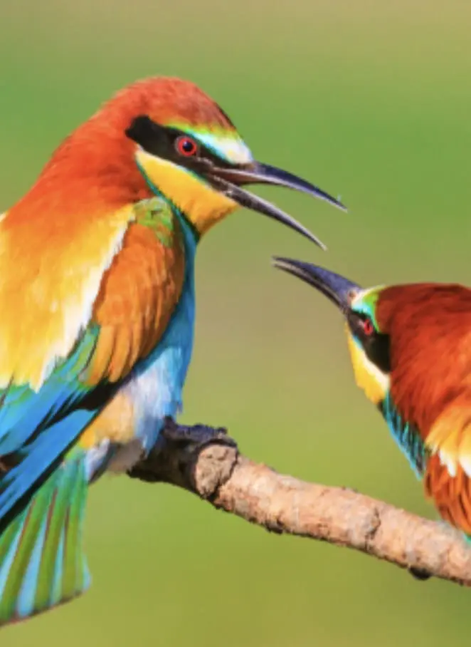 Animals Evolving to Coping with Climate Change