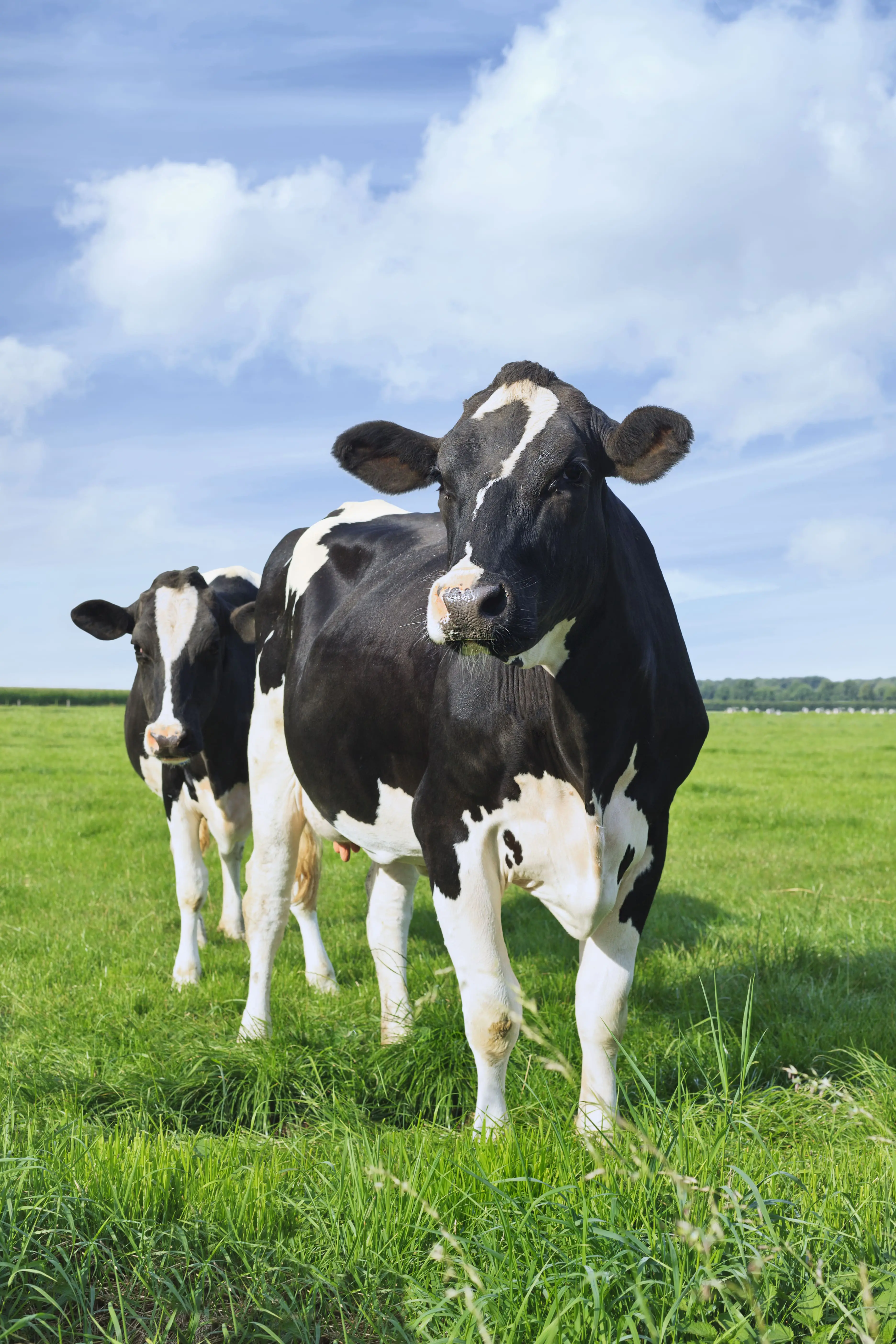 Protocol on Protection and Welfare of Animals