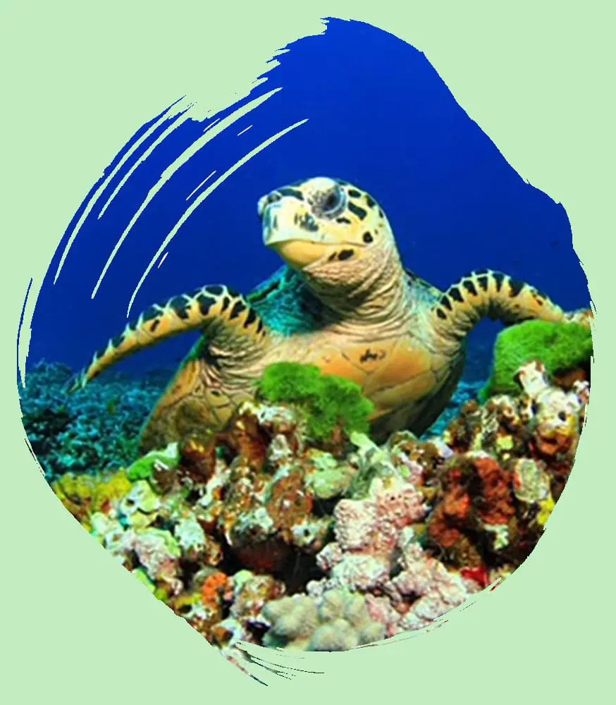 Sea turtle with the ocean bottom reef. 