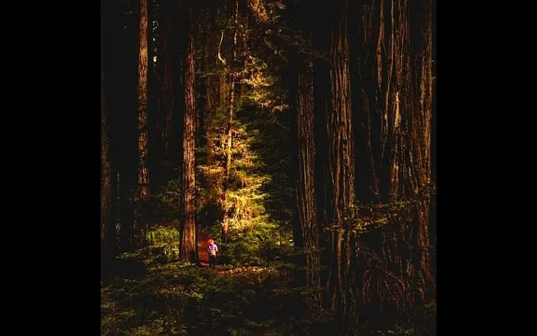 Dark Green Religion: Nature Spirituality and The Planetary Future.