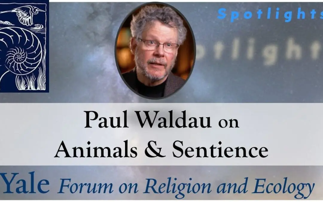 Thumbnail for Episode 5.4, Paul Waldau on Animals and Sentience in Religion, Science, and Ethics.