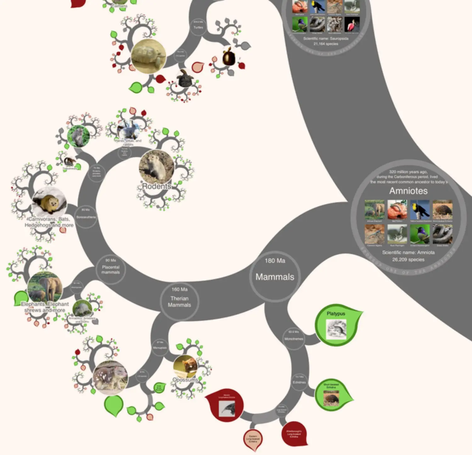 Tree of Life Explorer