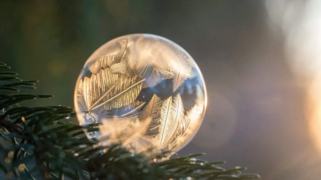 Drop of rain on a pine needle branch being frozen.