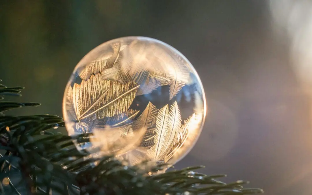 Drop of rain on a pine needle branch being frozen.