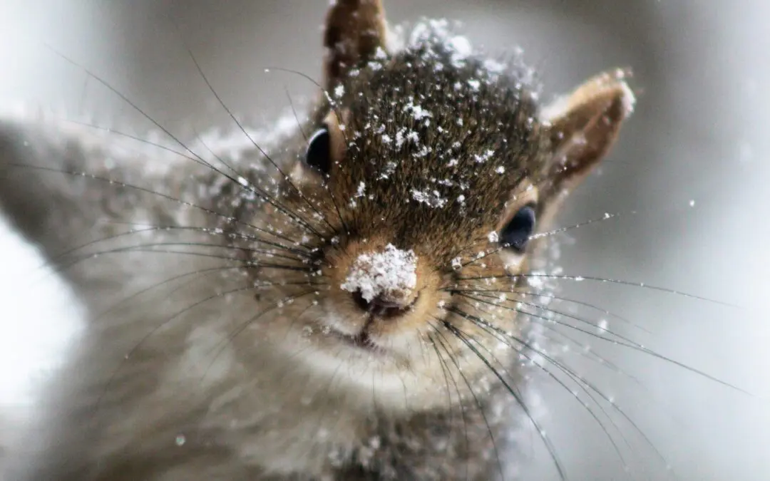 Squirrel with snow on face.