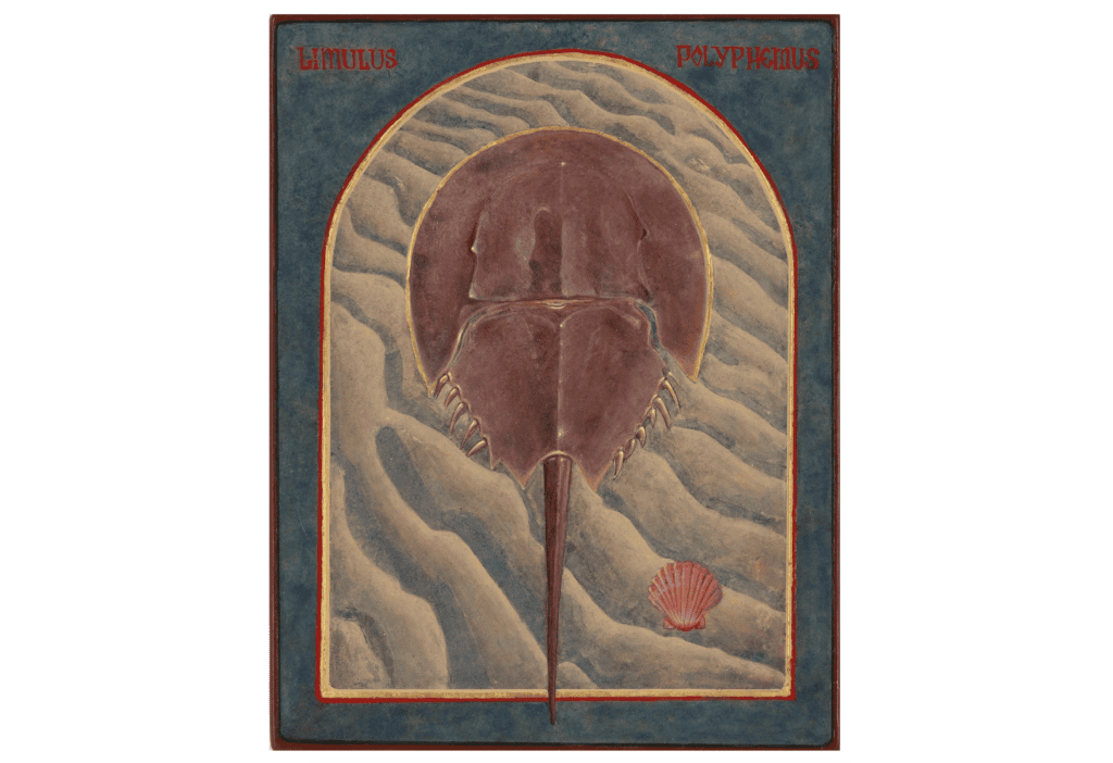 Decoration drawing of Horseshoe crab.