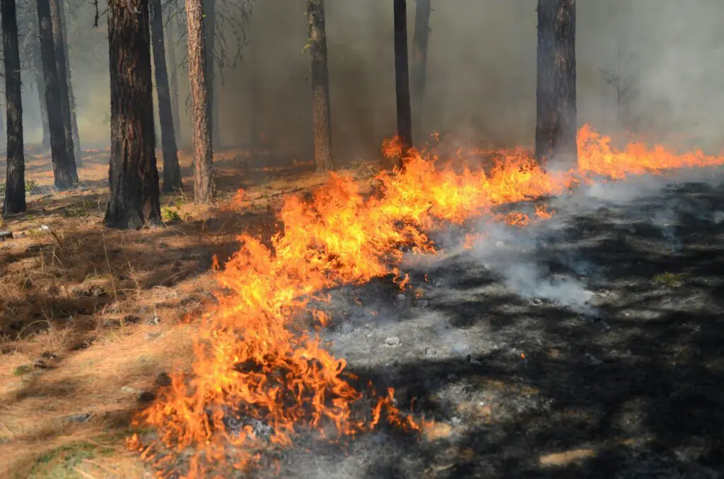 Wildfire spreading.