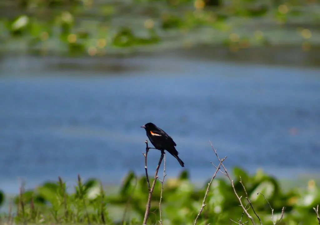 Black bird sitting on stick near a pond.