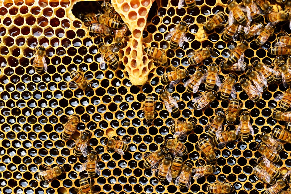 “Bees are sentient and may be self-aware”