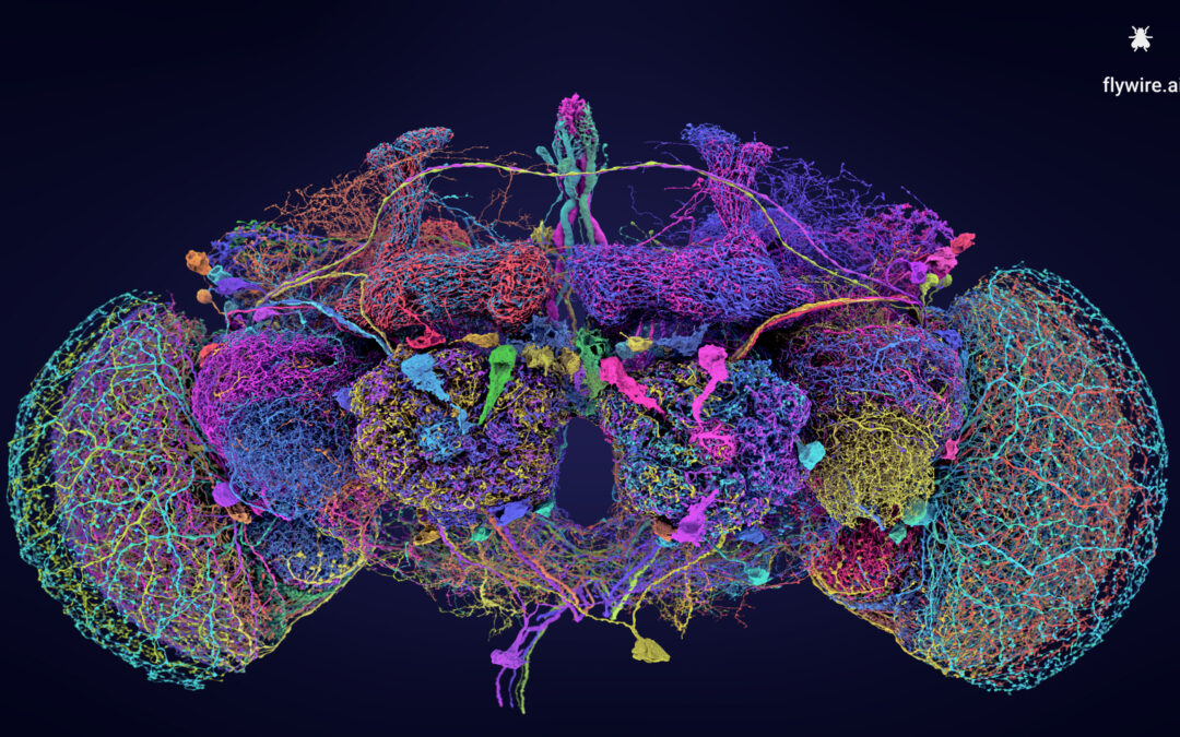 “After a Decade, Scientists Unveil Fly Brain in Stunning Detail”
