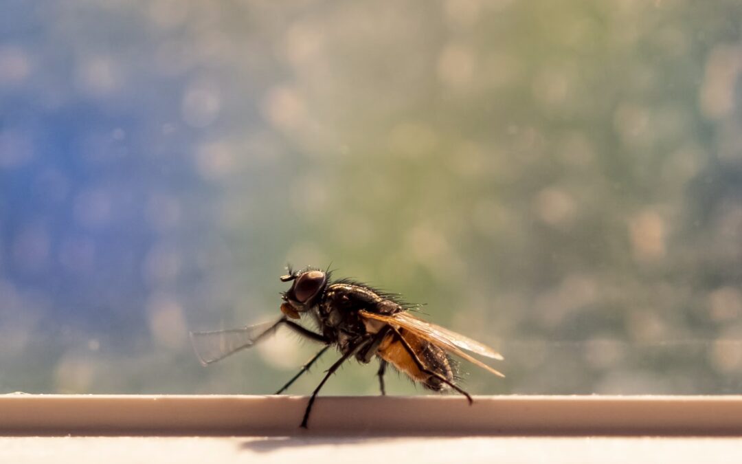 “Wouldn’t Hurt a Fly? A Review of Insect Cognition and Sentience in Relation to their Use as Food and Feed”