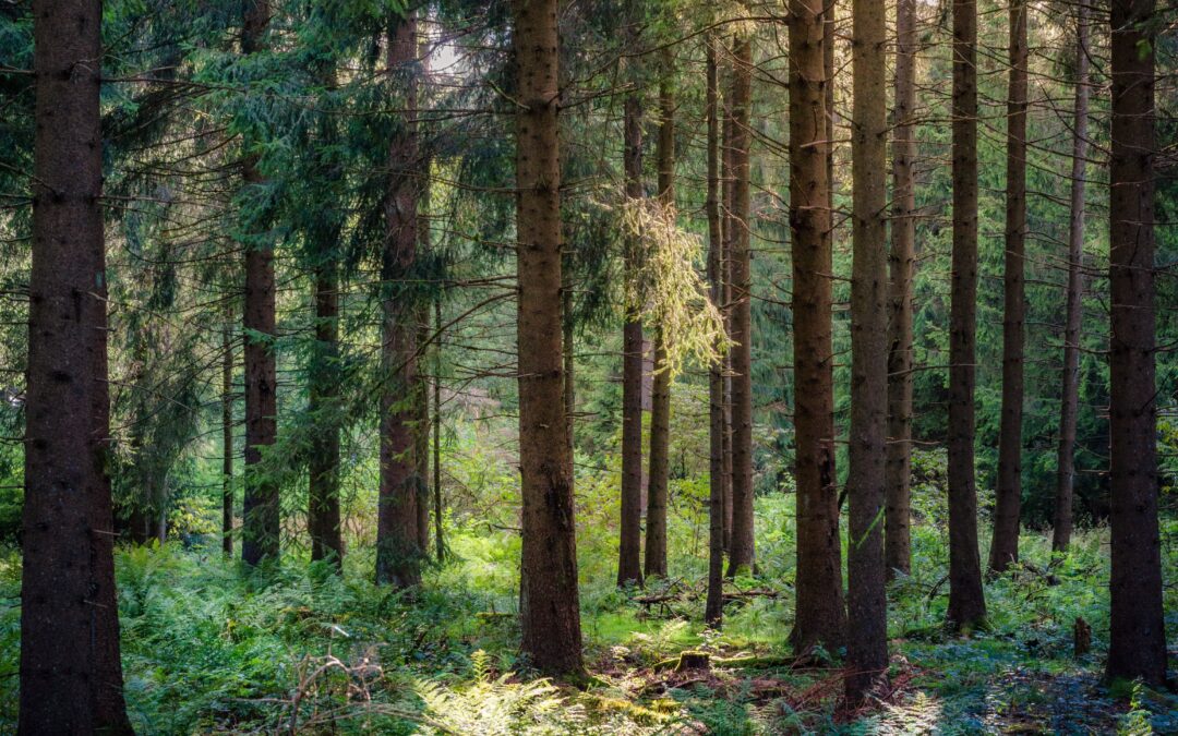 “Forests Are People Too: A Comparative Analysis of Environmental Personhood Across International Jurisdictions”