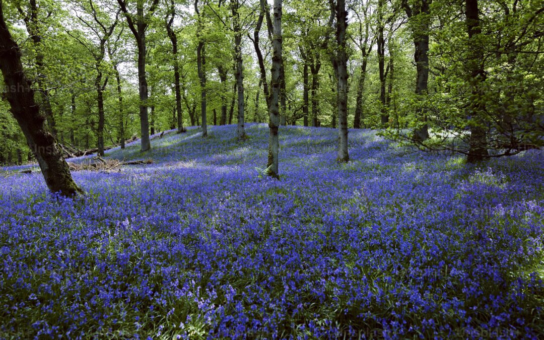 “Thomas Berry and the Rights of Nature”
