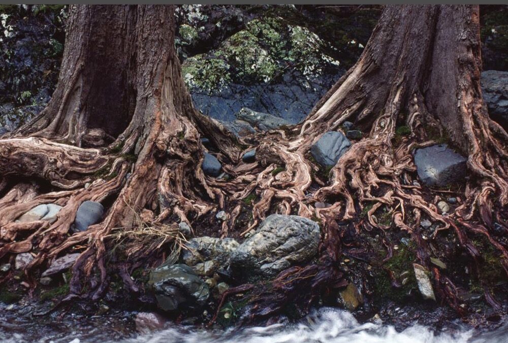 The importance of Earth jurisprudence, compassionate conservation and personal rewilding