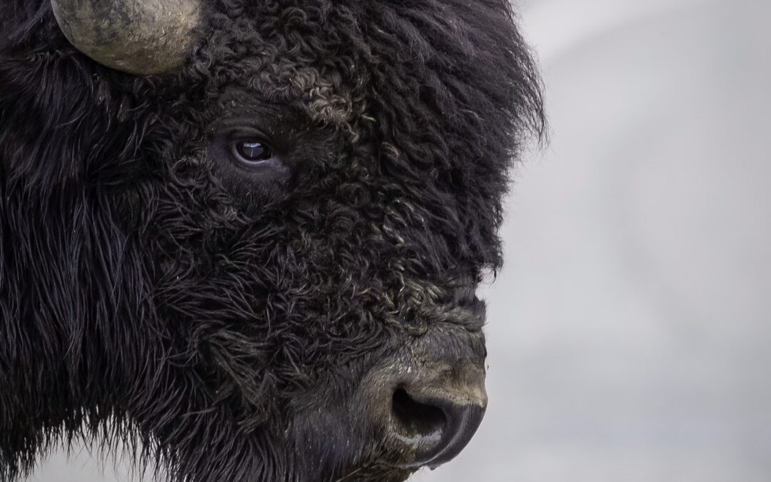 Climate Change Law and Colonialism: The Rights of Nature and a Hypothetical Case for Bison Person in Canada