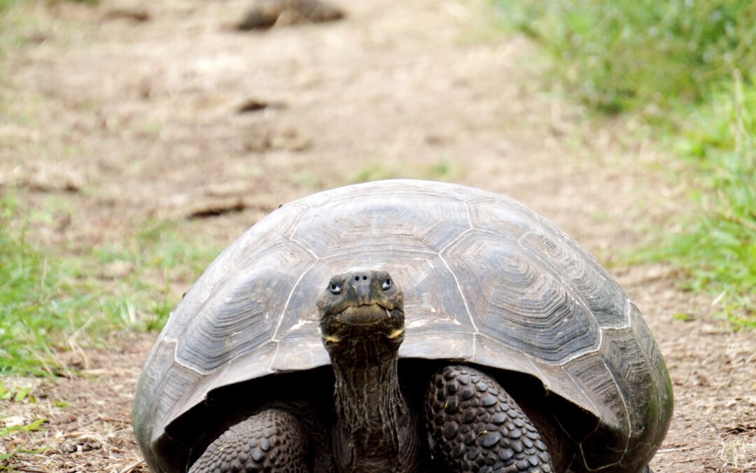 “Background to the New York Declaration on Animal Consciousness”