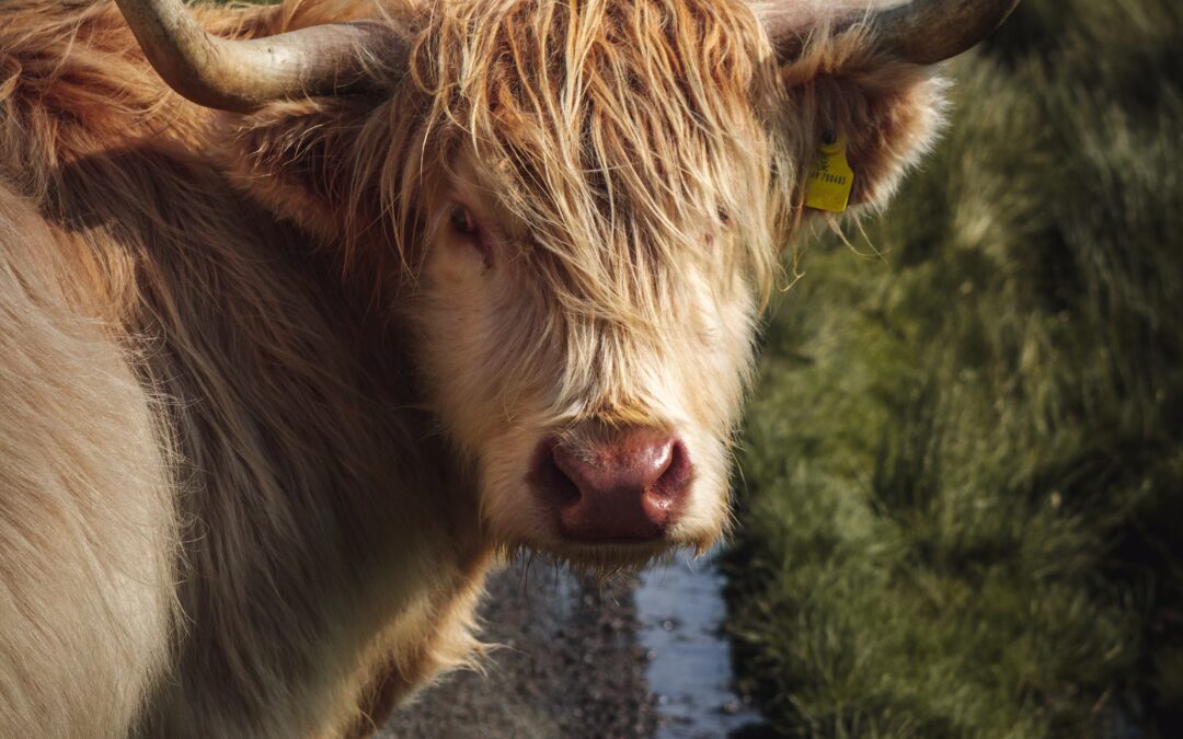 “The Sentience Shift in Animal Research”