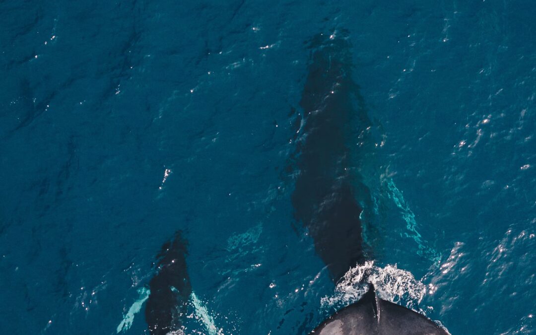 “The Changing Concept of Animal Sentience”