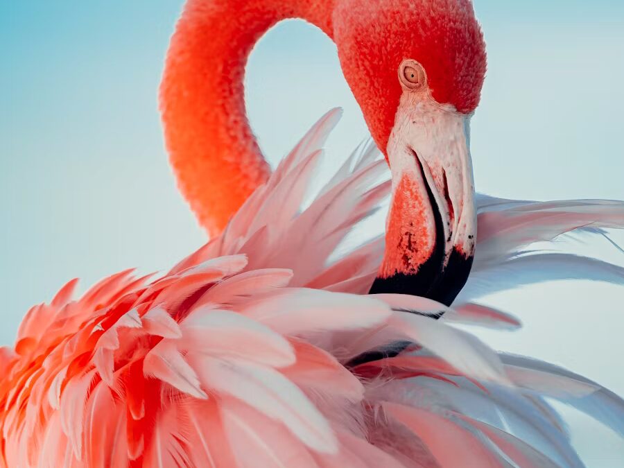 Animal Studies Bibliography