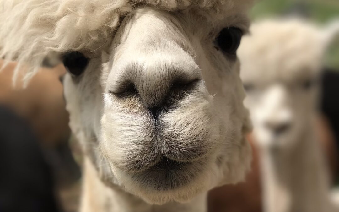 “Searching for Animal Sentience: A Systematic Review of the Scientific Literature”