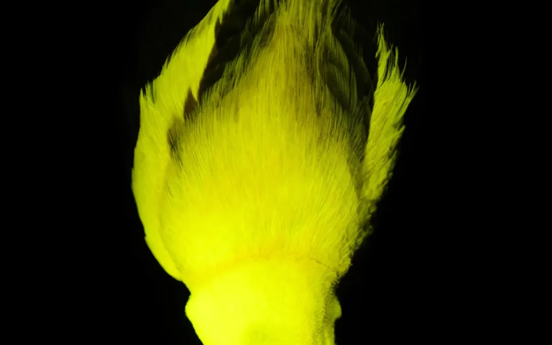“Birds of Paradise Glow on Mating Parade”