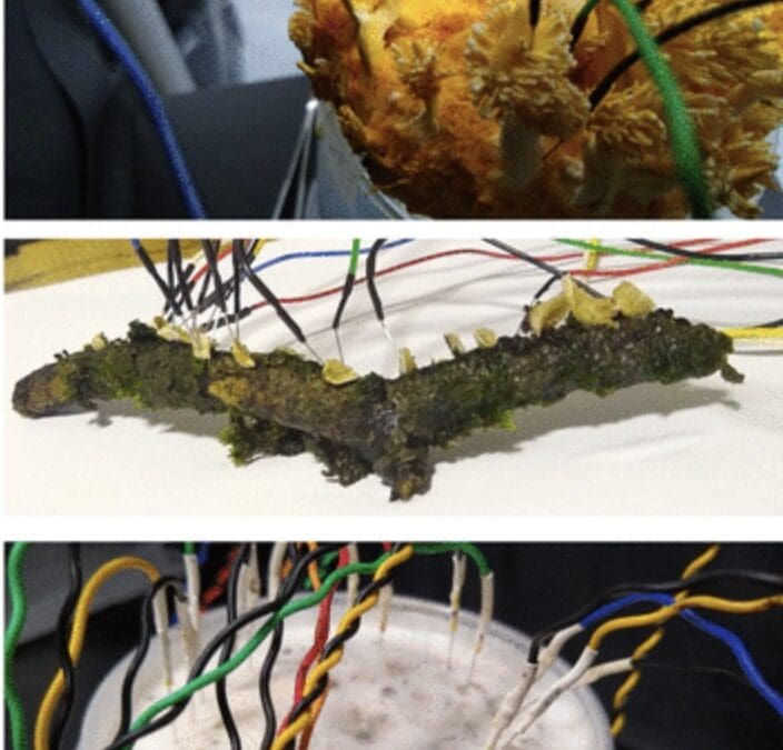 “Language of Fungi Derived From Their Electrical Spiking Activity”