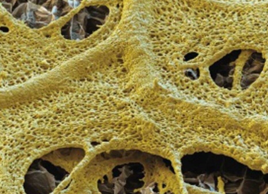 “Cellular Memory Hints at the Origins of Intelligence”