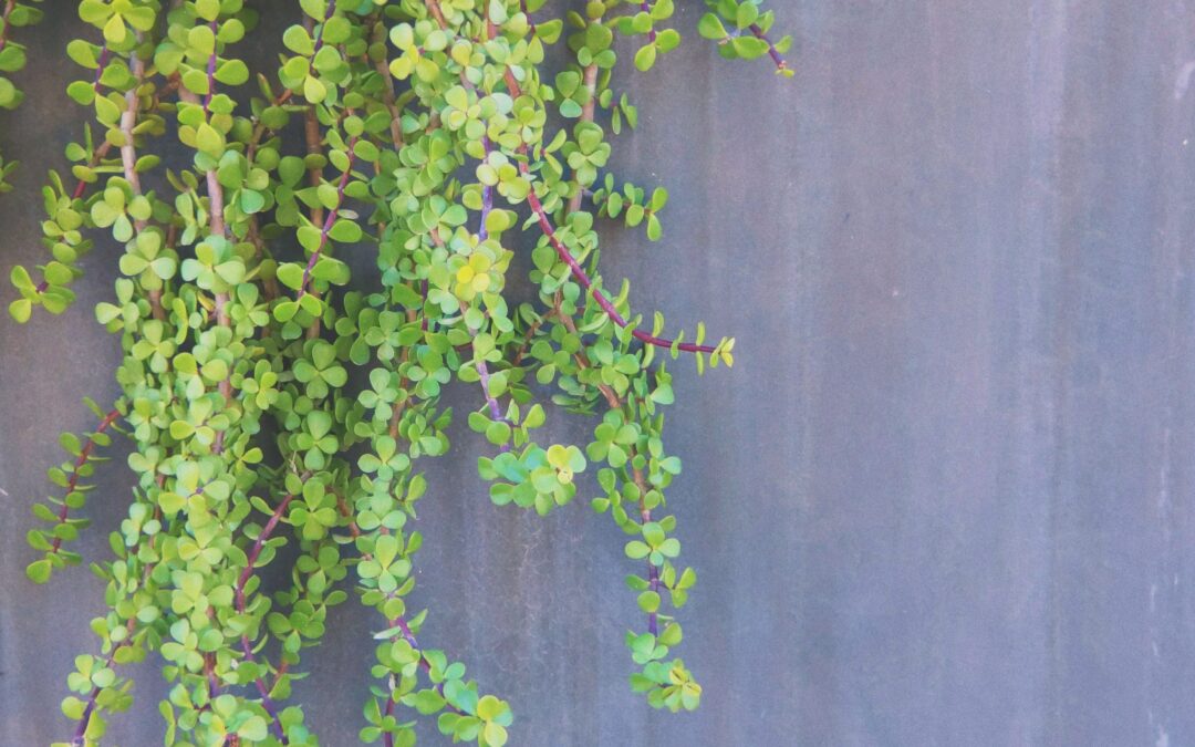 “Plant Neurobiology: An Integrated View of Plant Signaling”