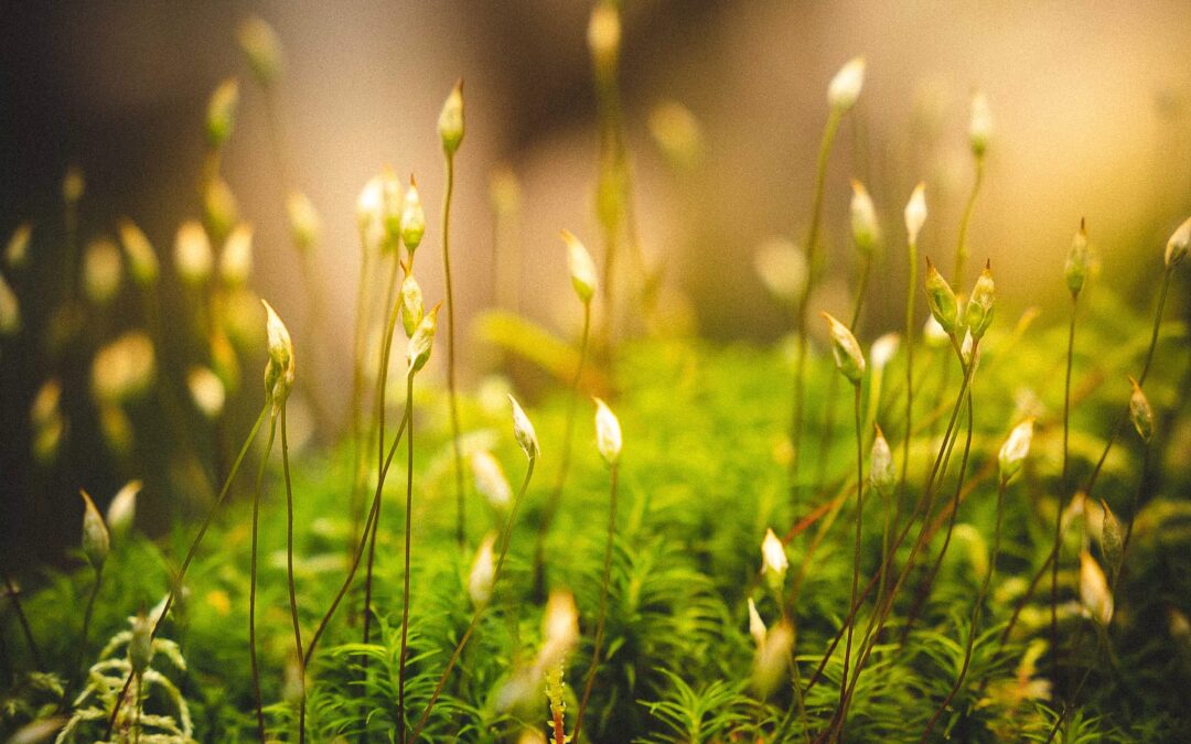 “Induced Resistance to Herbivory and the Intelligent Plant”