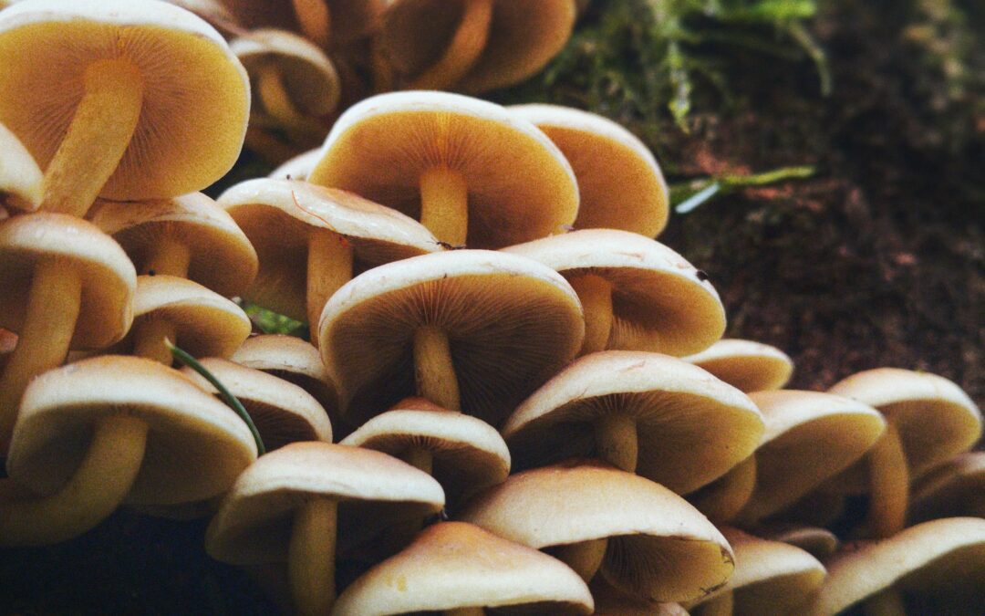 “Mycorrhizal Links Between Plants: Their Functioning and Ecological Significance”