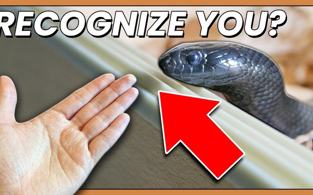 “Can Your Snake Recognize You?”